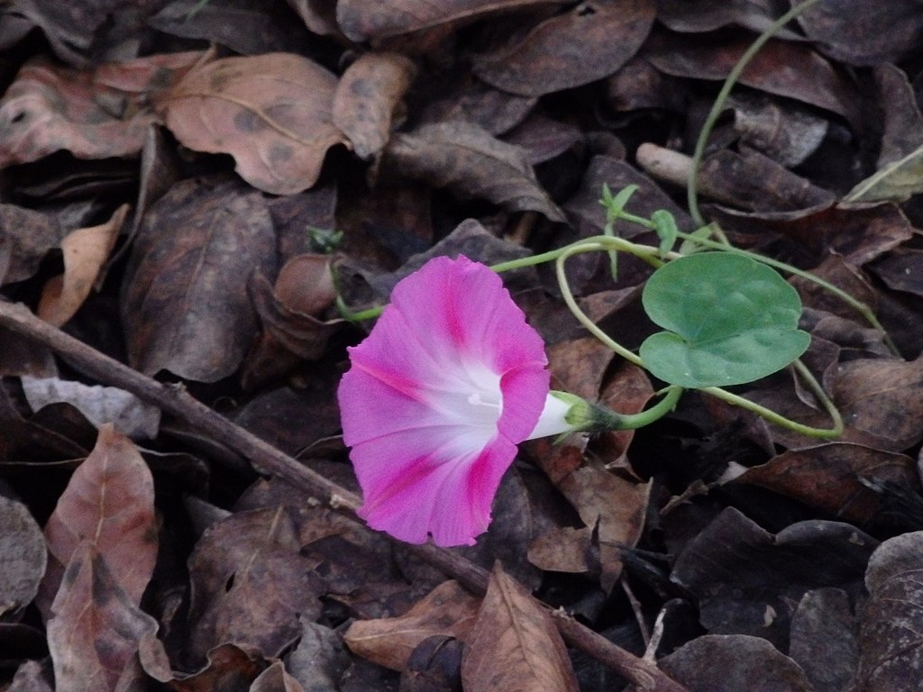 A morning glory among decaying leaves A morning glory among decaying leaves