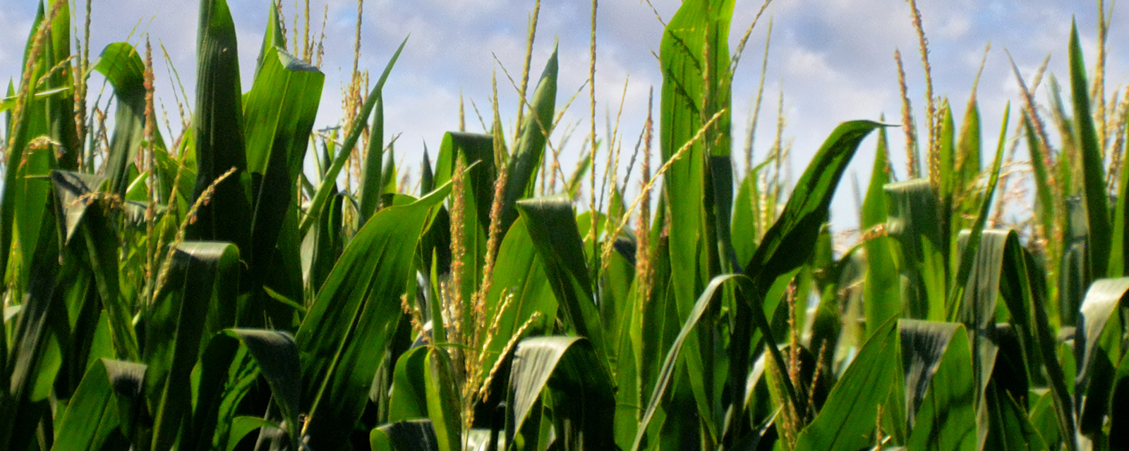 Iowa corn Iowa corn