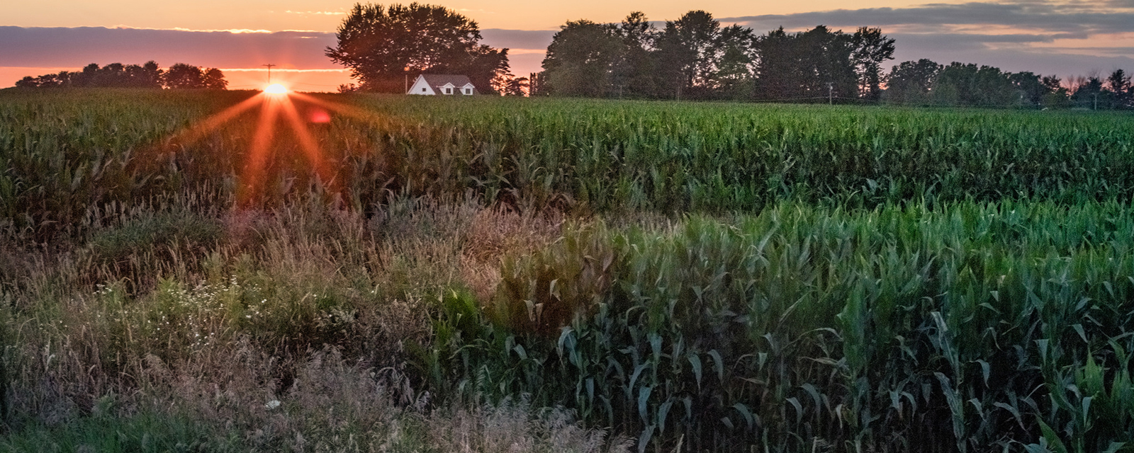 Sunset on a farm in Midland, Michigan Sunset on a farm, with corn crops in the foreground and the farmhouse in the background