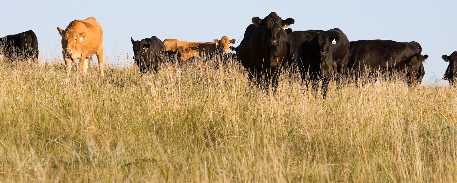 Cattle on a Native Rangeland Grazing System in North Dakota Cows grazing in a plain