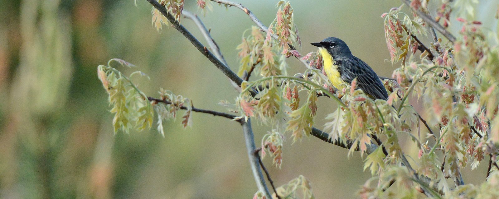 Kirtland's Warbler in Michigan Kirtland's Warbler in Michigan