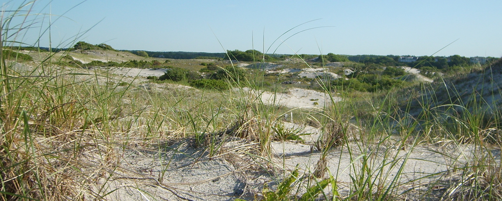 Dunes at Sandy Neck, Cape Cod Dunes at Sandy Neck, Cape Cod