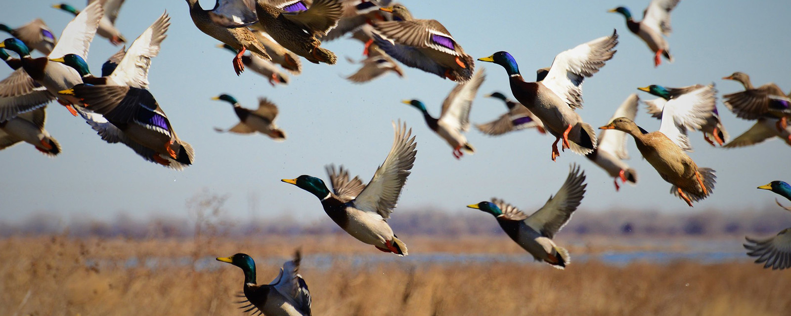 Mallards take wing in the Funk Lagoon Waterfowl Production Area, Nebraska Mallards take wing in the Funk Lagoon Waterfowl Production Area, Nebraska