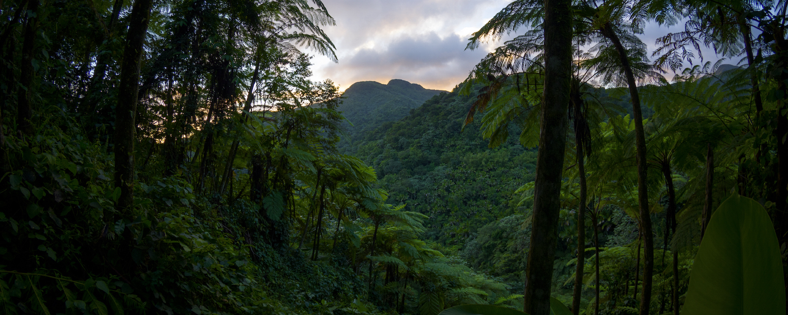 El Yunque National Forest, Puerto Rico.jpg A dense dark green forest canopy in the foreground overwhelms the purple and orange sunset peering over the horizon.