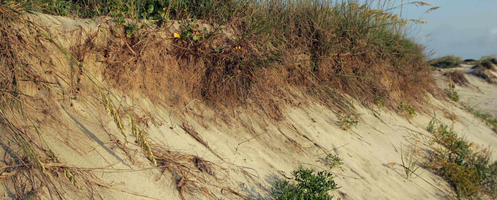 Beach erosion Beach erosion at Pea Island National Wildlife Refuge, North Carolina